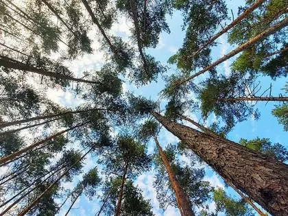 Saint-Gobain once again recognized for its commitment in the fight against climate change 